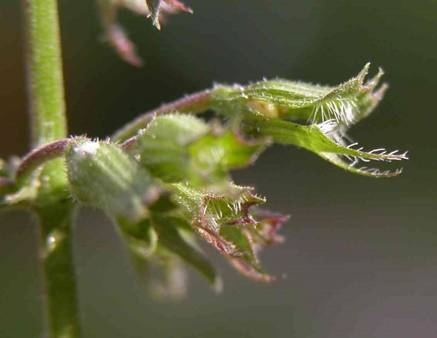 Calamint, Wood fruit